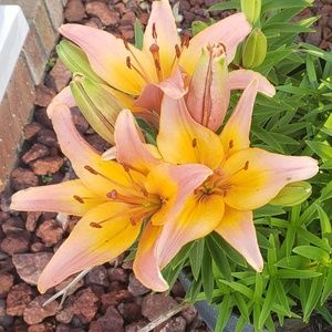 Meet your Posher, Dao